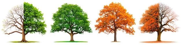 Четыре сезона деревья изолированы на белом или прозрачном фоне набор деревьев зимой летом осенью