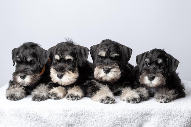 Foto quattro piccoli cuccioli di schnauzer barbuto nero sdraiati uno accanto all'altro sul letto e ti guardano