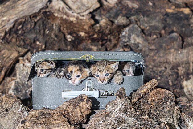 four small kittens stuffed in a box