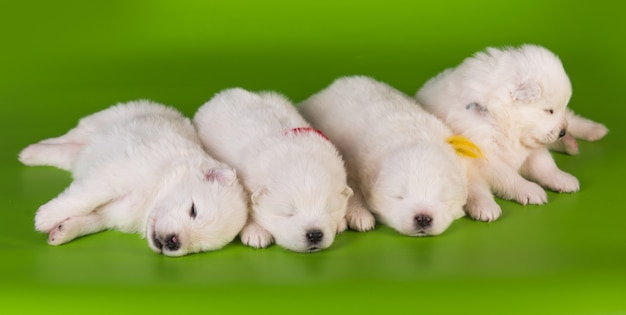 Four small one month old cute white samoyed puppies dogs