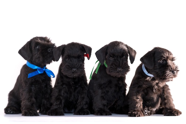 Foto quattro cani snauzer isolati su sfondo bianco. gruppi di cuccioli di schnauzer in miniatura.