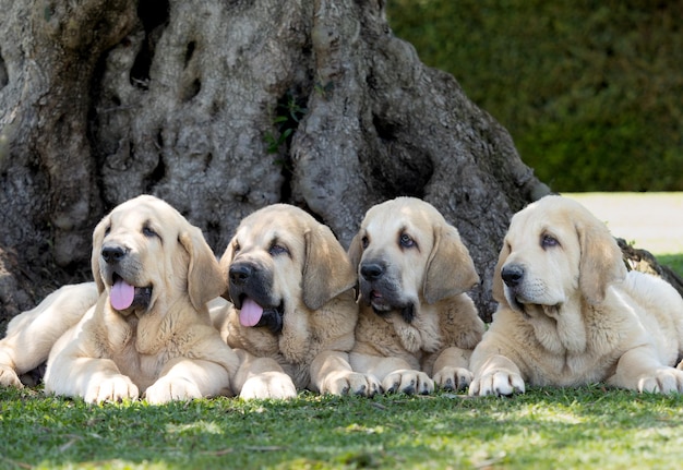 Photo four spanish mastiffs puppies lying on the grass