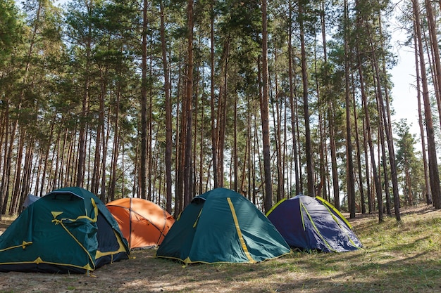 針葉樹林の4つのテント。針葉樹林のテント。