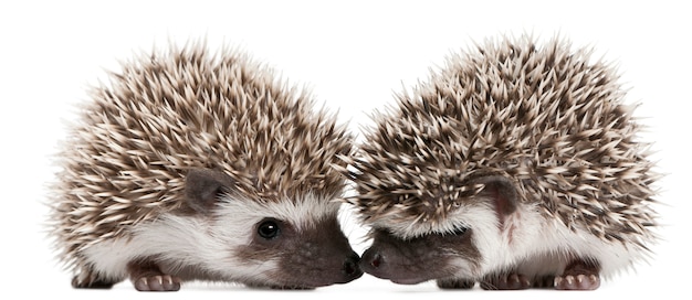 Photo four-toed hedgehog, atelerix albiventris in front of white background