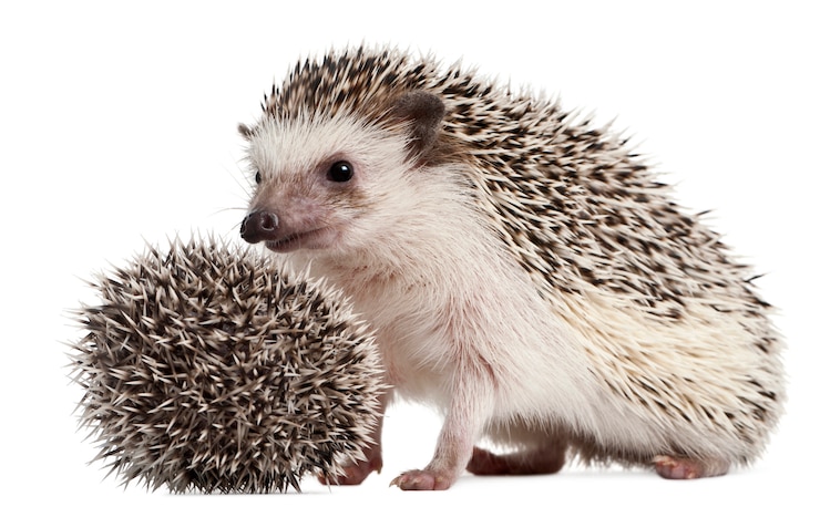 Photo four-toed hedgehog, atelerix albiventris in front of white background