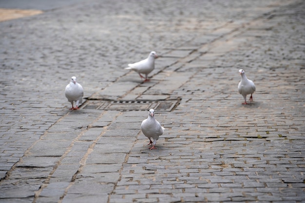 Four white pigeons walk on the sidewalk in Da Nang, Vietnam. Close up
