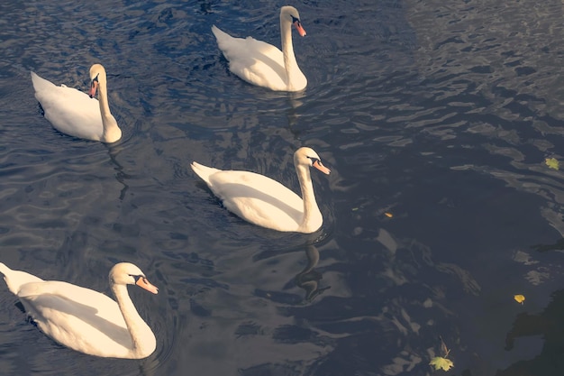 水の中の 4 つの白い白鳥