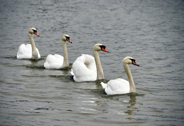 Четыре белых лебедя плывут по воде