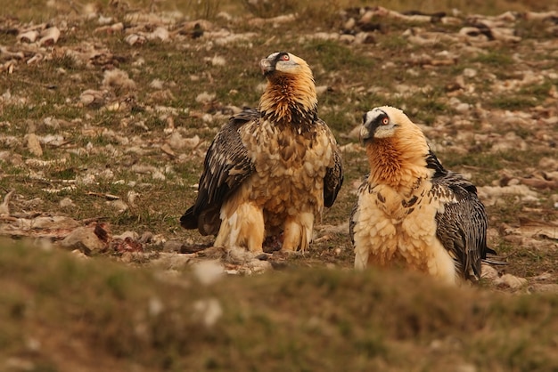 4歳と大人のLammergeier、スカベンジャー、ハゲタカ、鳥、Gypaetus barbatus