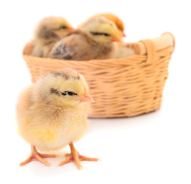 Four yellow chickens in basket