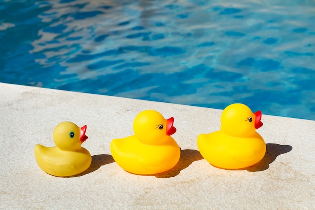 Four yellow rubber ducks in a row close to a swimming pool