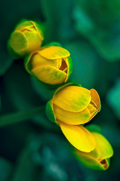 Four yellow unopened buds of spring chistyak on a green background of leaves