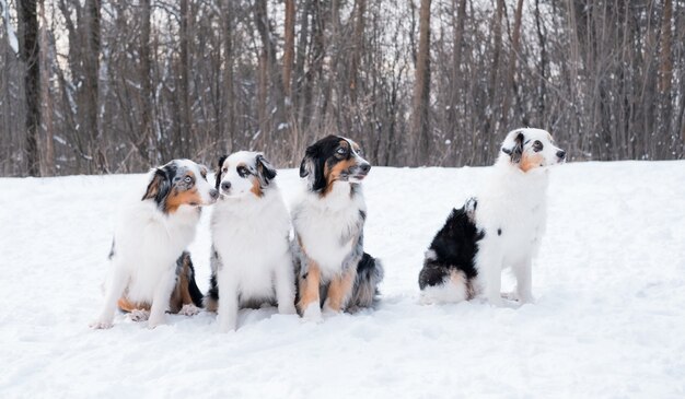 Four young funny beautiful australian shepherd merle sitting in winter forest. Frozen plants. golden hour.