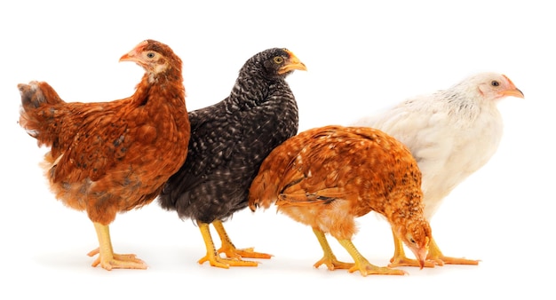 Four young hens isolated