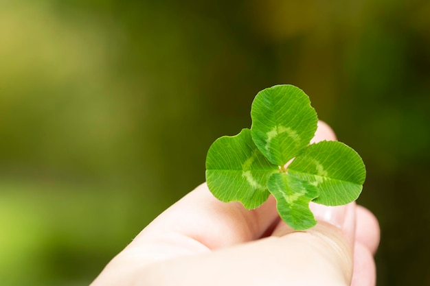 Fourleaf clover in a woman's hand closeup selective focus