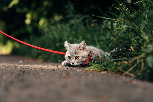 生後4ヶ月のスコティッシュストレートの子猫がひもにつないで夏の芝生の上を歩く高品質の写真