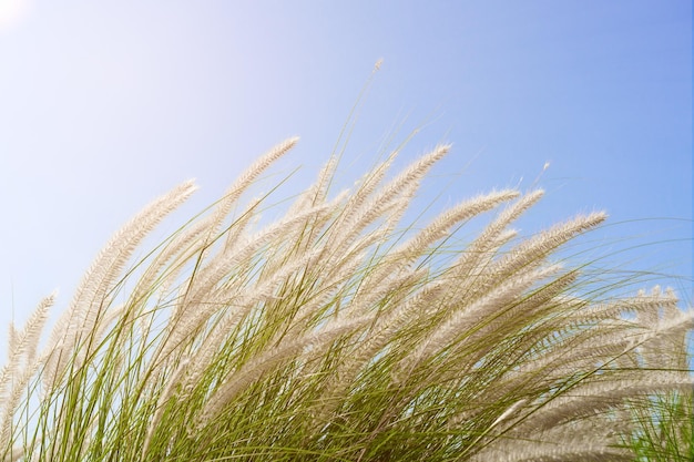 Fourtain grass in nature agent blue sky