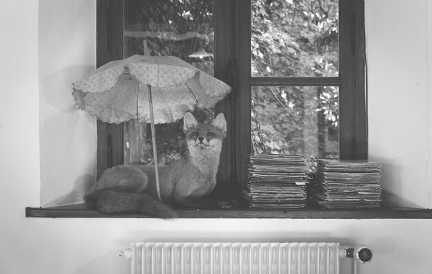 Fox beneath umbrella in front of the window