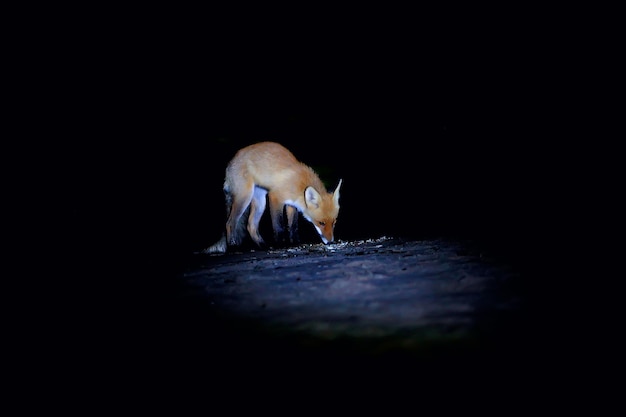 Photo fox camera trap wildlife animal at night