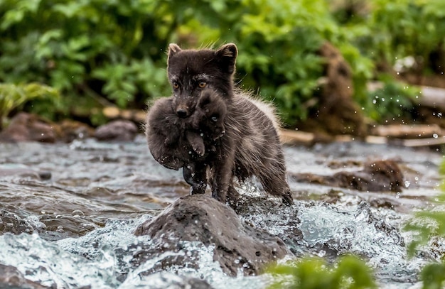 The fox carries its cub across the river