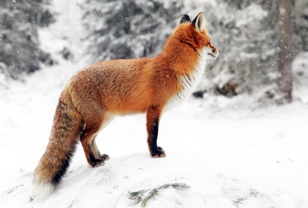 Fox in cold winter country