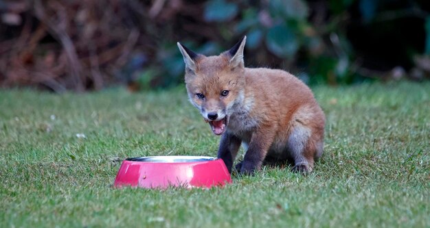 ボウルから食べるキツネの子