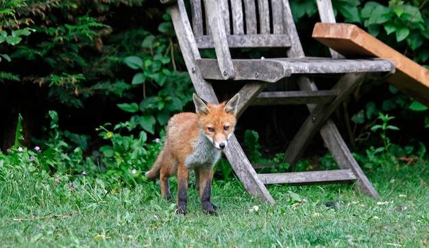 Fox cub exploring in the garden