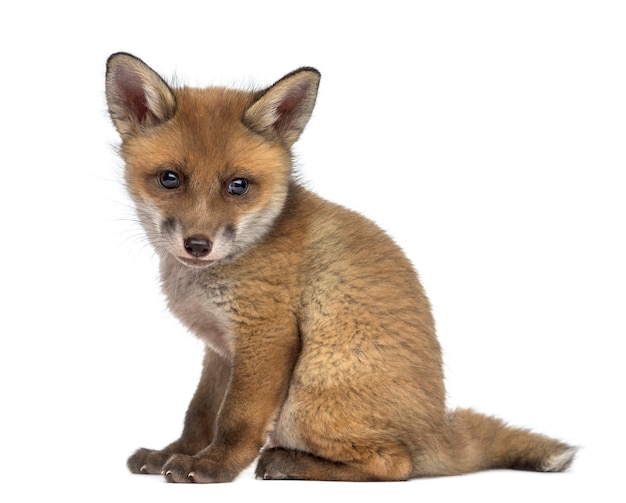 Fox cub sitting in front of a white wall