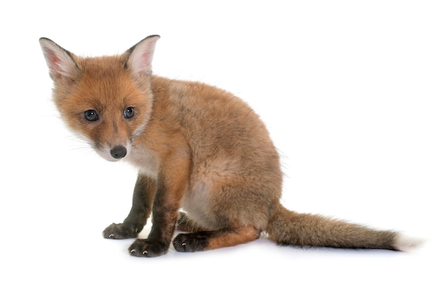 fox cub in studio