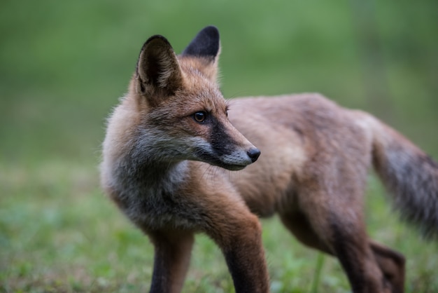 Fox cub while hunting. 