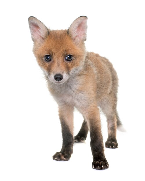 Fox cub 