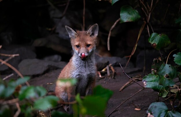 Fox cubs emerging from their den in the garden