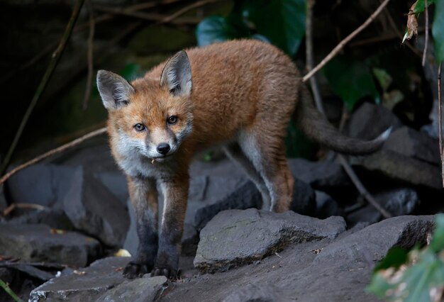 Fox cubs emerging from their den into the garden