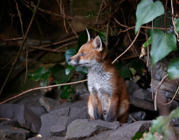 Cuccioli di volpe che emergono dalla loro tana nel giardino