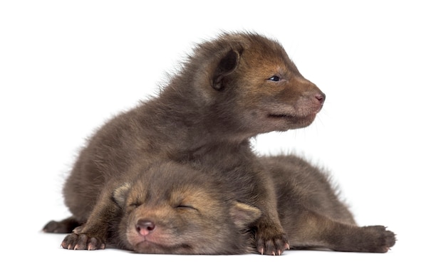 Fox cubs lying in front of a white wall