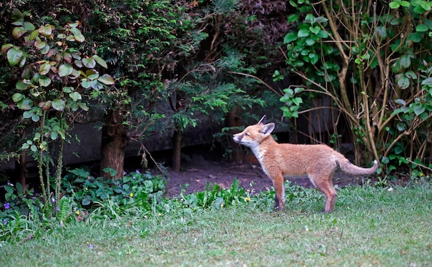 Fox cubs playing in the garden near their den