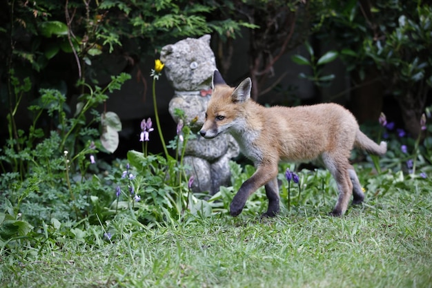 Cuccioli di volpe che giocano nel giardino vicino alla loro tana