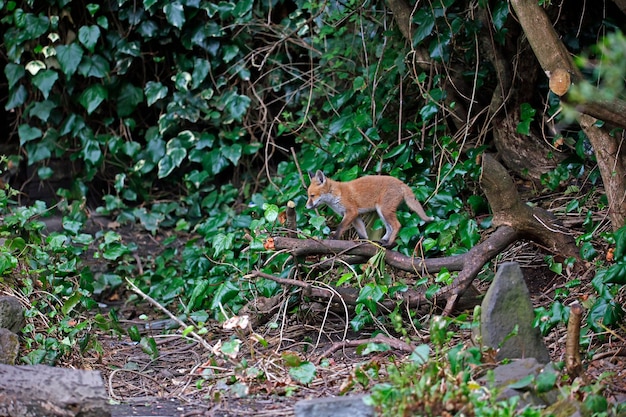 Fox cubs playing in the garden near their den