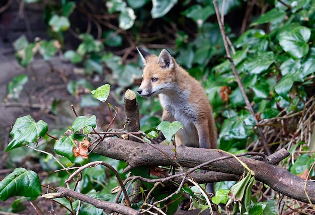 Fox cubs playing near their den