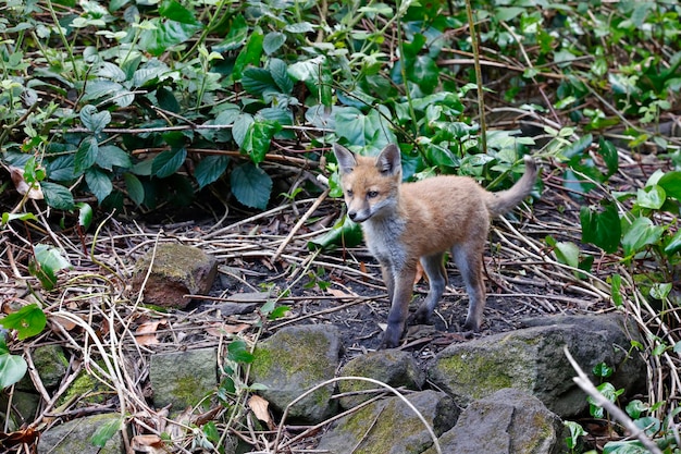 Fox cubs playing near their den