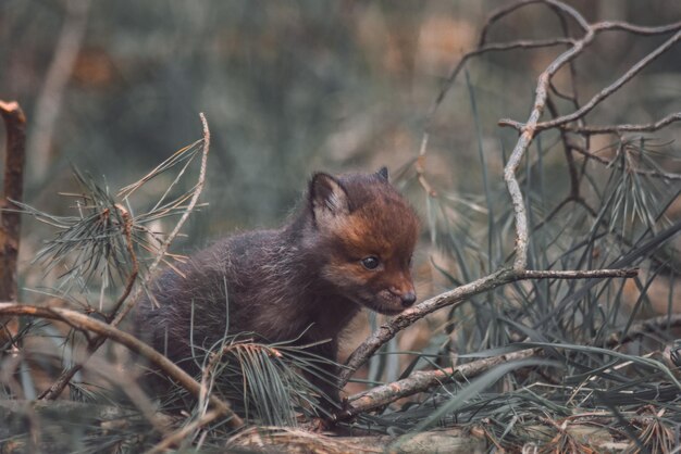 Photo fox on field