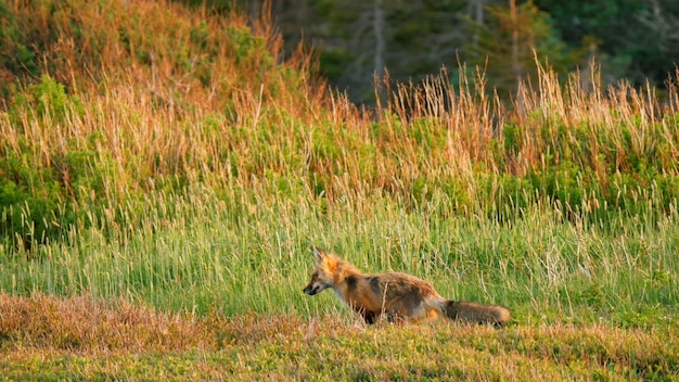 A fox in a field