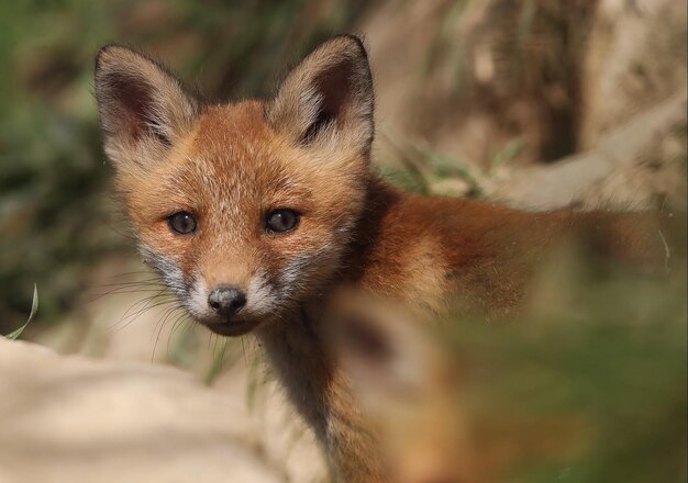 Fox in forest