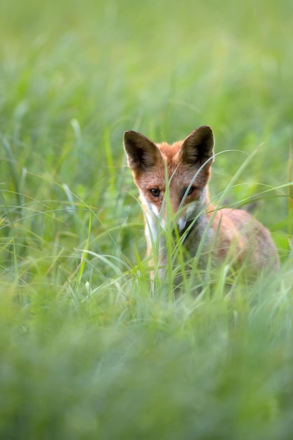 Fox in the grass in the wild