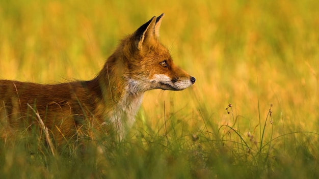 A fox in the grass