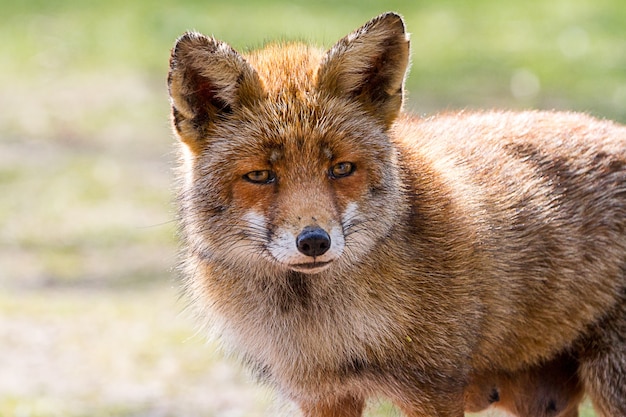 Photo fox head