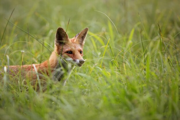 Fox hidden in the grass