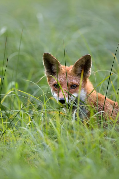 写真 草原の明け地にあるキツネ