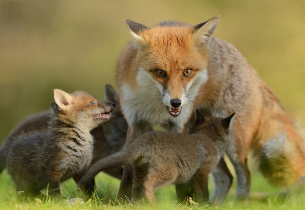 The fox is angry growls and protects its cubs