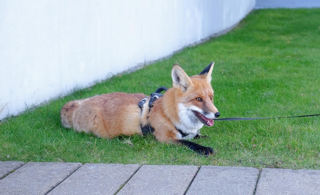 the fox is anunusual pet